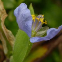 Commelina petersii Hassk.